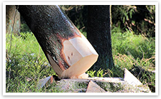 落ちてくる枝も要注意です