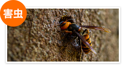 スズメバチには特に要注意!